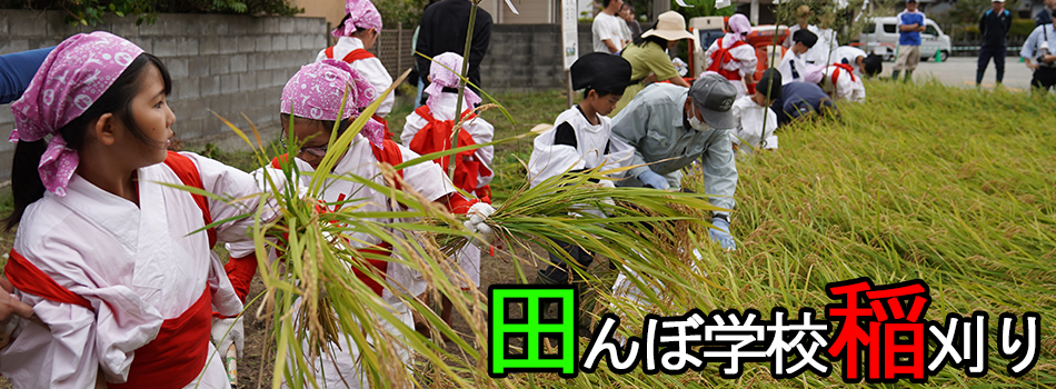 田んぼ学校稲刈り